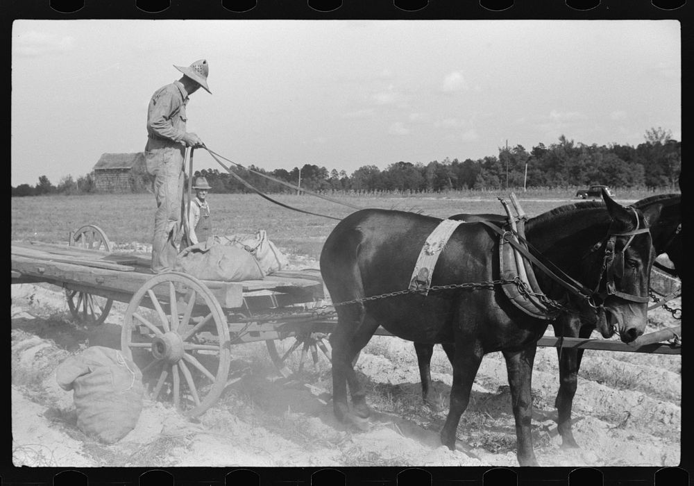 [Untitled photo, possibly related to: Picking up and loading sweet potatoes of Mr. Foushee, owner-operator. Mr. Foushee is…