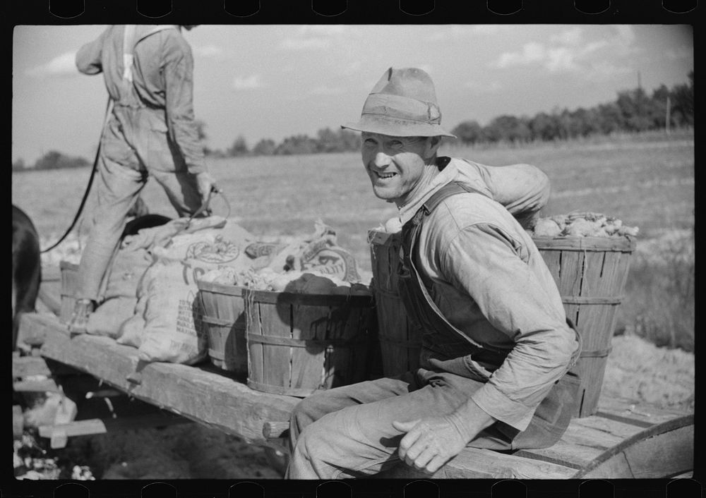 [Untitled photo, possibly related to: Mr. Foushee's neighbor who was helping them pick up and load wagon of sweet potatoes.…