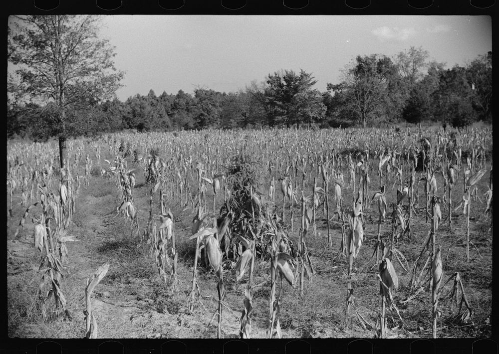 Corn field showing topped corn and shocks of tops, much lower than shocks of full-length stalks. This was three miles south…