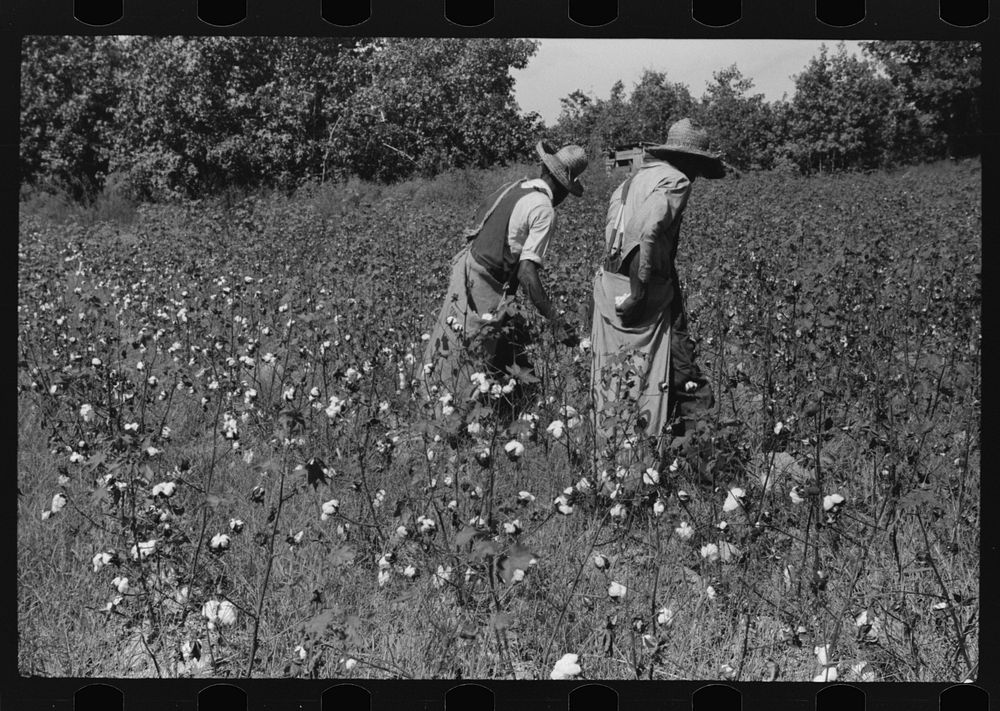 Sharecropper, Will Cole, picking cotton. The owner is Mrs. Rigsby. About five miles below Chapel Hill, going south on…