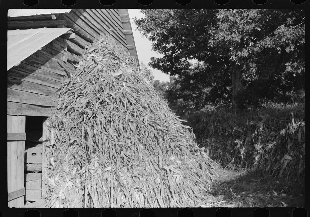 Corn shocks against barn, on road toward Frogsboro, Caswell County, North Carolina. Sourced from the Library of Congress.