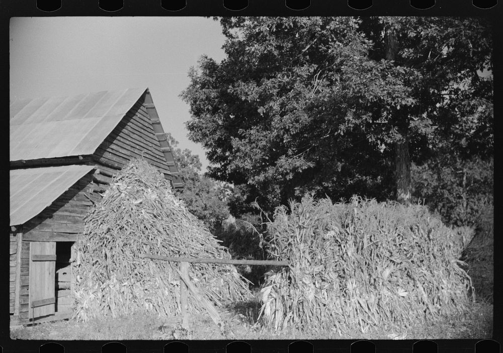 Corn shocks against barn, on road toward Frogsboro, Caswell County, North Carolina. Sourced from the Library of Congress.