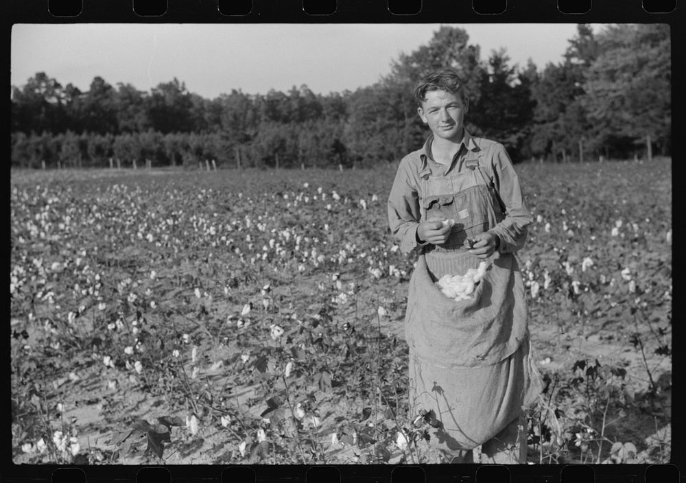 [Untitled photo, possibly related to: J.A. Johnson and family, Statesville, North Carolina, Route No. 3, picking cotton. He…