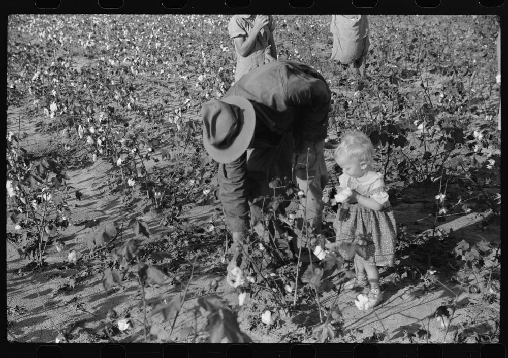 J.A. Johnson and youngest child in cotton field, Statesville, North Carolina. Sourced from the Library of Congress.