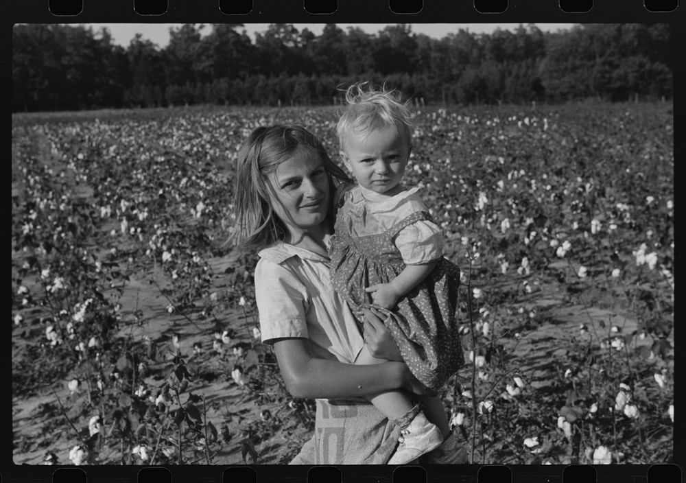 [Untitled photo, possibly related to: J.A. Johnson and family, Statesville, North Carolina, Route No. 3, picking cotton. He…