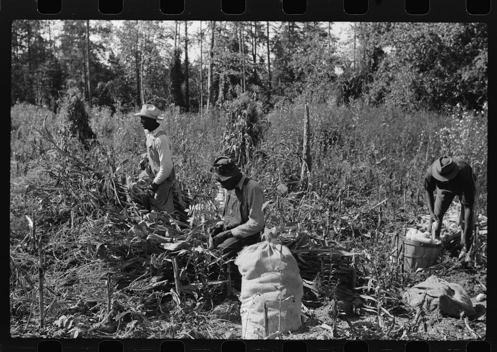 [Untitled photo, possibly related to:  sharecropper and two wagehands shucking corn for the landlord, a white woman. On road…