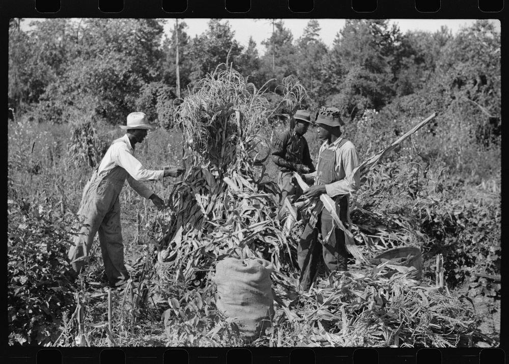  sharecropper and two wagehands shucking corn for the landlord, a white woman. On road to Cedar Grove, west of highway No.…