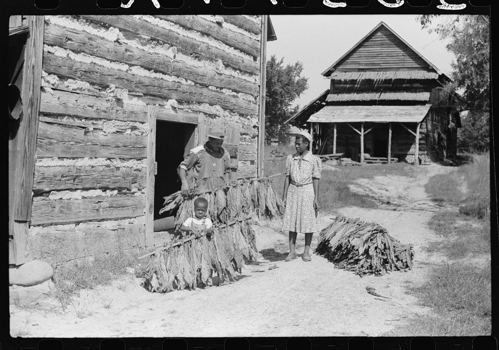 [Untitled photo, possibly related to: Mrs. Compton and her four year old son, Billy, taking sticks of tobacco out of barn to…