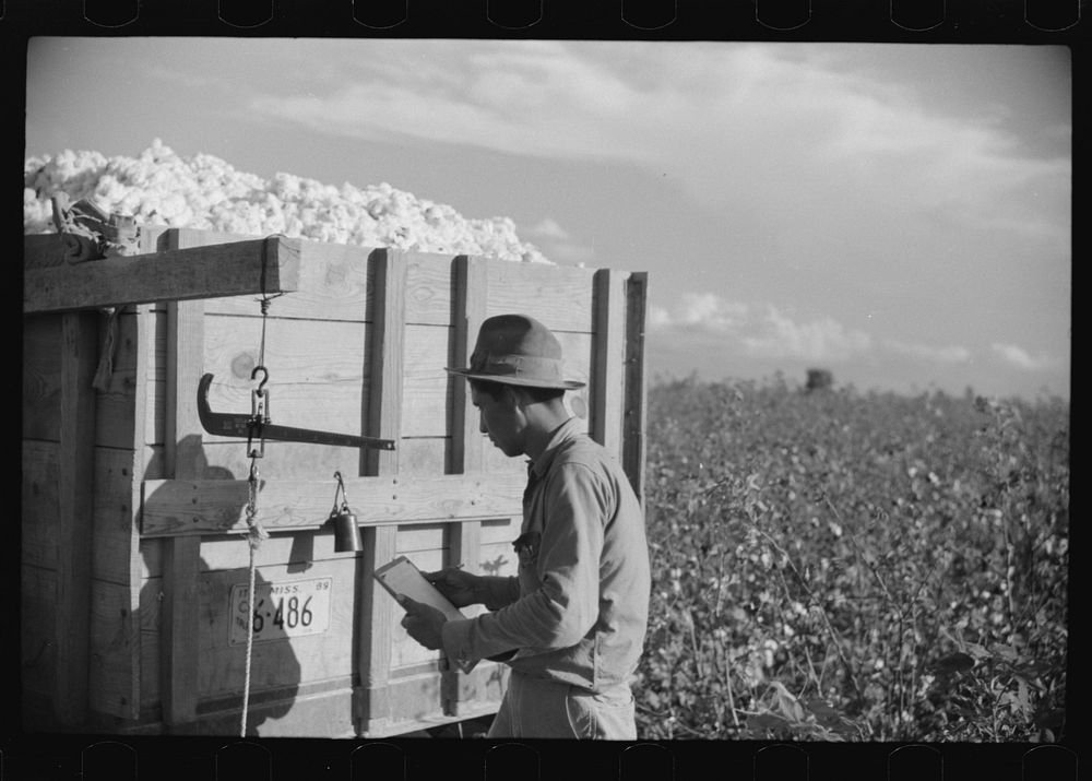 Mexican worker, seasonal labor contracted for by planters, weighing and checking off bags of cotton by wagon in field on…