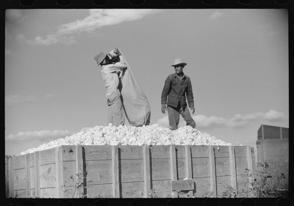 Mexicans, seasonal labor, contracted for by planters, emptying bags of cotton on Knowlton Plantation, Perthshire…