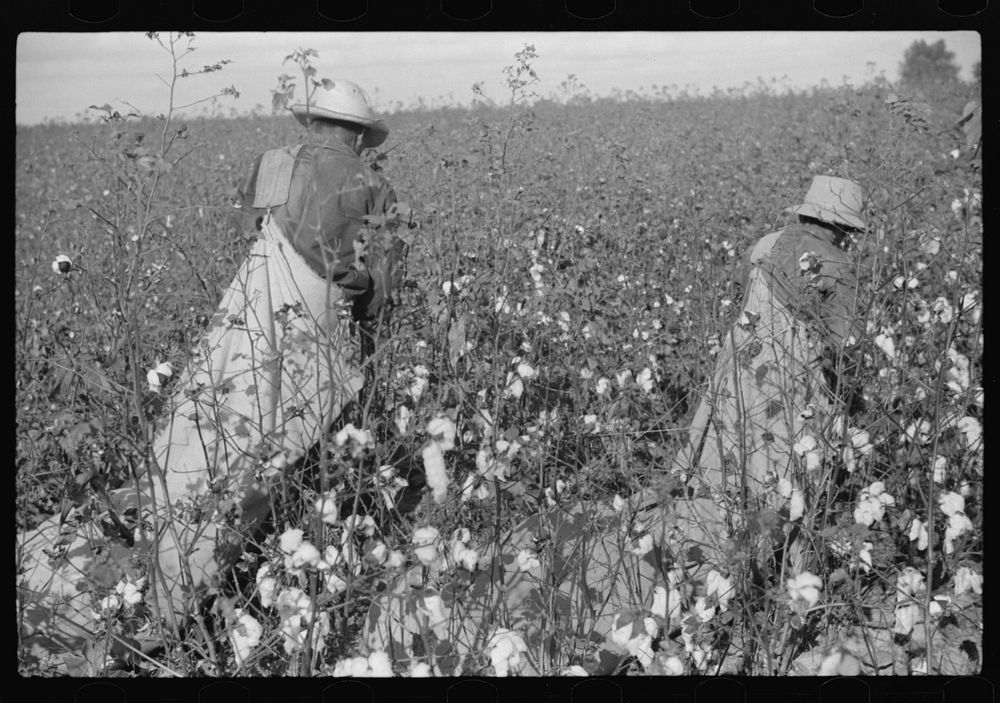 Mexican seasonal labor contracted for by planters, picking cotton on Knowlton Plantation, Perthshire, Mississippi Delta…