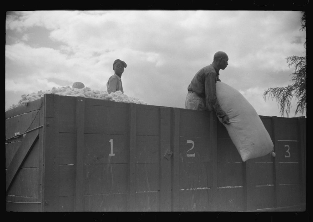 [Untitled photo, possibly related to: Weighing and picking operations on Nugent cotton plantation, Benoit, Mississippi…