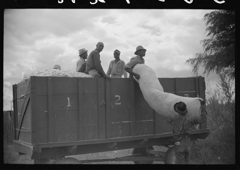 [Untitled photo, possibly related to: Weighing and picking operations on Nugent cotton plantation, Benoit, Mississippi…