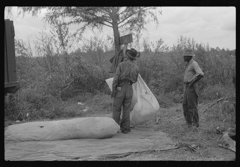 Weighing and picking operations on Nugent cotton plantation, Benoit, Mississippi Delta, Mississippi. The pickers are hired…