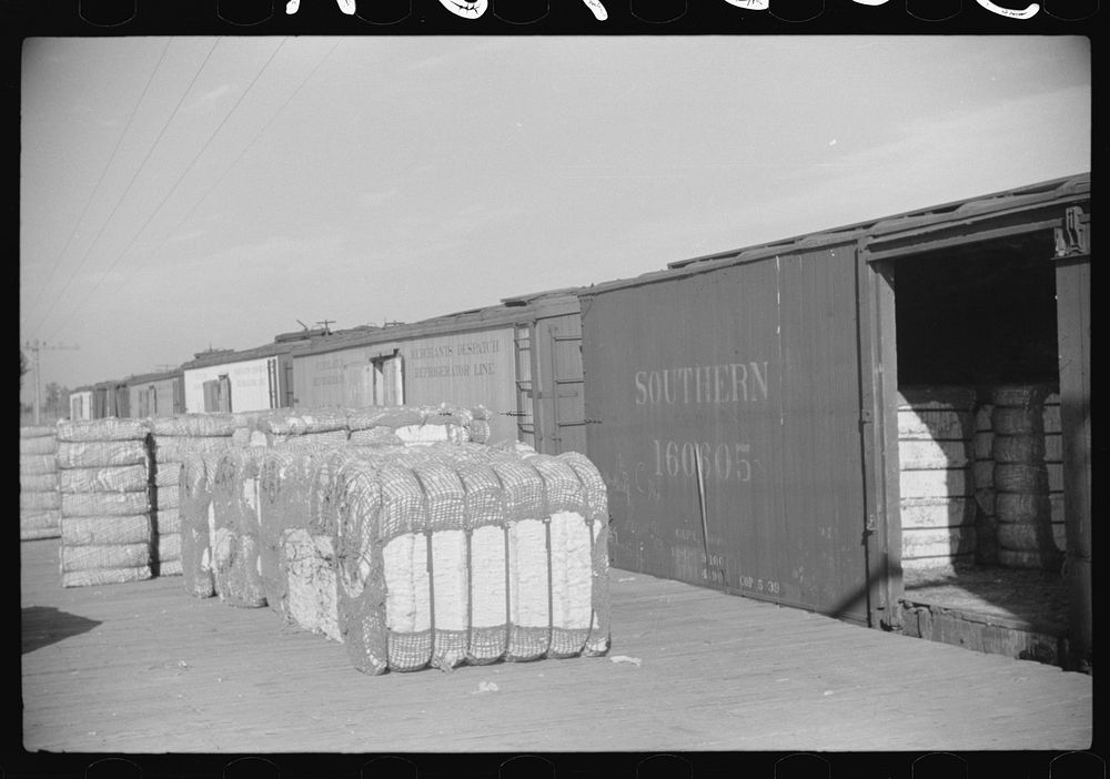 [Untitled photo, possibly related to: Cotton bales to be shipped in freight cars, Knowlton Plantation, Perthshire…