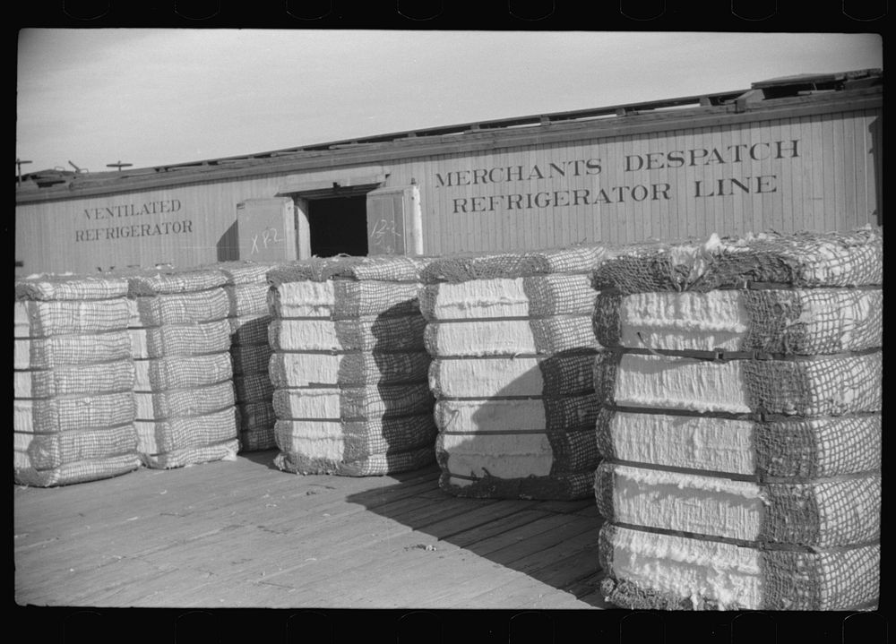 Cotton bales to be shipped in freight cars, Knowlton Plantation, Perthshire, Mississippi Delta, Mississippi. Sourced from…