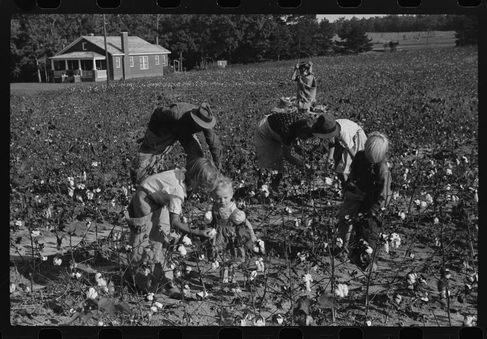 J.A. Johnson and family, Statesville, North Carolina, Route No. 3, picking cotton. He is a sharecropper, works about ten…