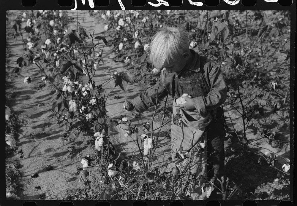 J.A. Johnson's youngest son picking cotton, Statesville, North Carolina. Sourced from the Library of Congress.