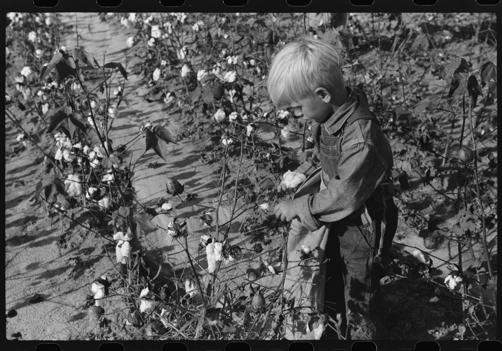 [Untitled photo, possibly related to: J.A. Johnson's youngest son picking cotton, Statesville, North Carolina]. Sourced from…