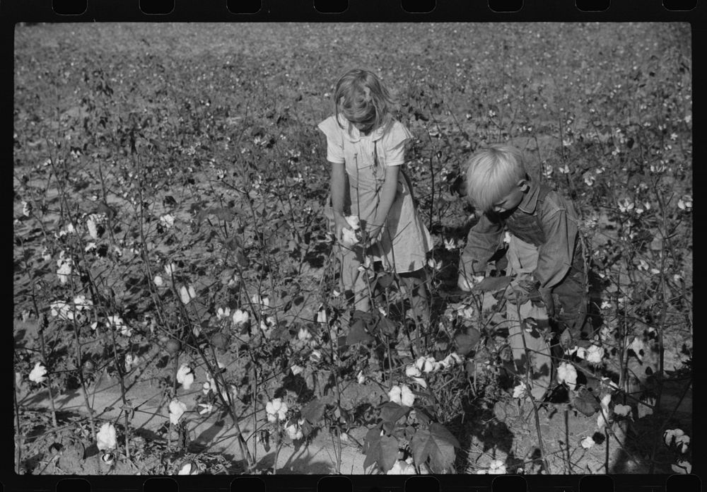 Two of J.A. Johnson's children in cotton field, Statesville, North Carolina. Sourced from the Library of Congress.