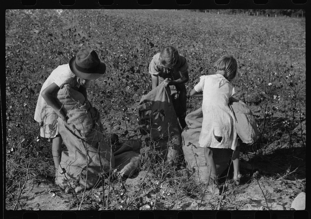[Untitled photo, possibly related to: Two of J.A. Johnson's children in cotton field, Statesville, North Carolina]. Sourced…