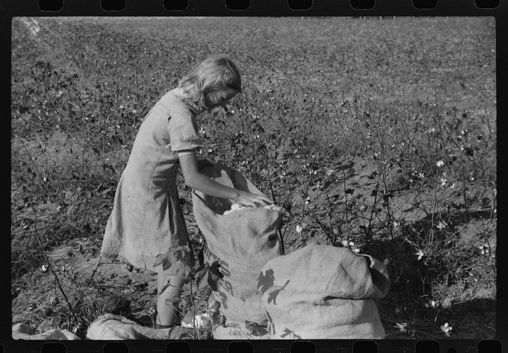 [Untitled photo, possibly related to: J.A. Johnson's oldest daughter picking cotton in cotton field, Statesville, North…
