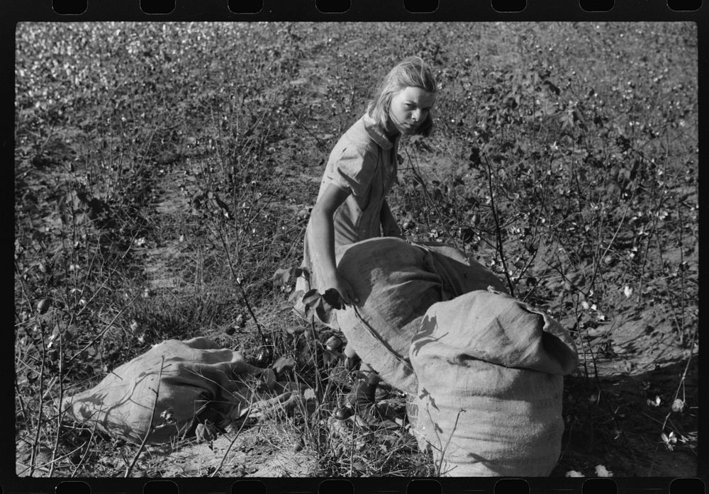 [Untitled photo, possibly related to: J.A. Johnson's oldest daughter picking cotton in cotton field, Statesville, North…
