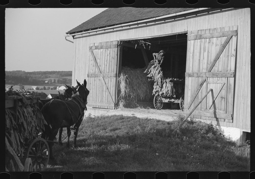 Mennonite farmer putting tobacco into his barn, near Lancaster, Pennsylvania. Sourced from the Library of Congress.
