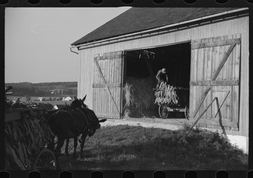 [Untitled photo, possibly related to: Mennonite farmer putting tobacco into his barn, near Lancaster, Pennsylvania]. Sourced…
