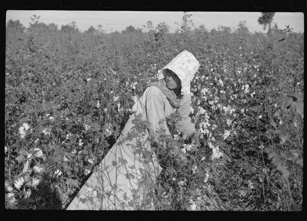 Mexican woman, seasonal labor contracted for by planters, picking cotton on Knowlton Plantation, Perthshire, Mississippi…