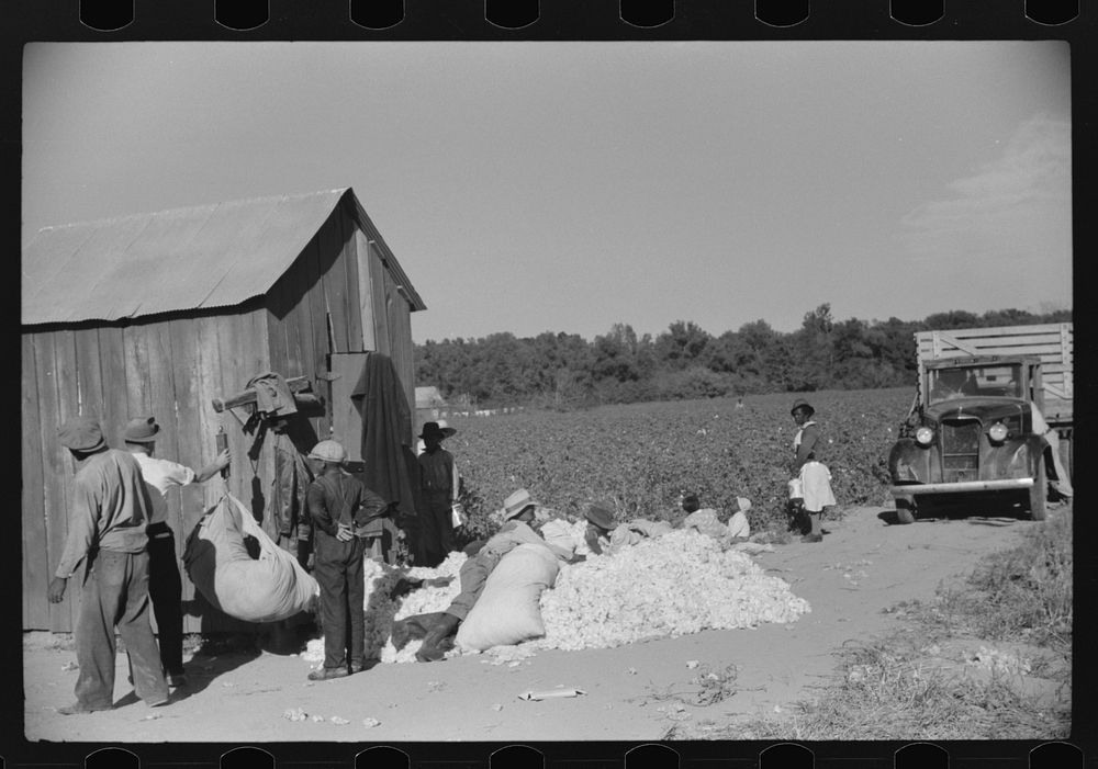 [Untitled photo, possibly related to: Day laborers carrying sack of cotton from field to cotton house to be weighed…
