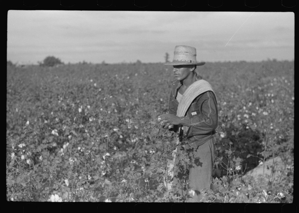 [Untitled photo, possibly related to: Mexican seasonal labor contracted for by planters, picking cotton on Knowlton…