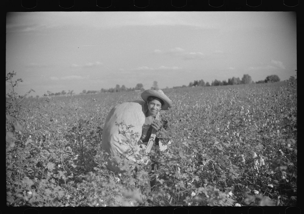 [Untitled photo, possibly related to: Mexican seasonal laborer bringing in sack of cotton from field to be weighed and…
