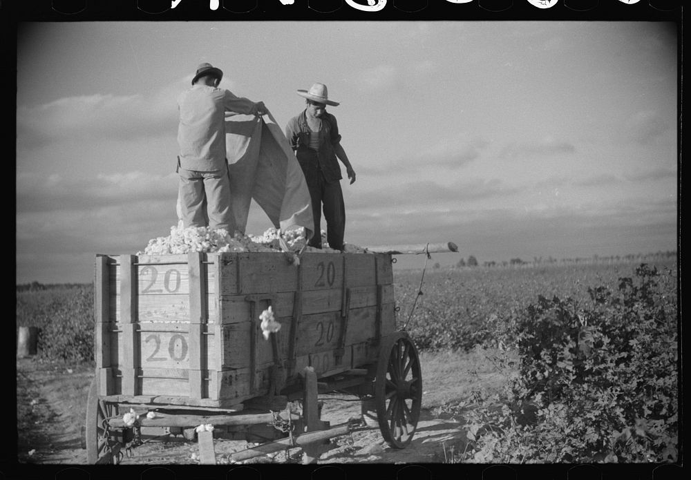 Mexican laborers on wagonload of cotton in field on Knowlton Plantation, Perthshire, Mississippi Delta, Mississippi. Sourced…