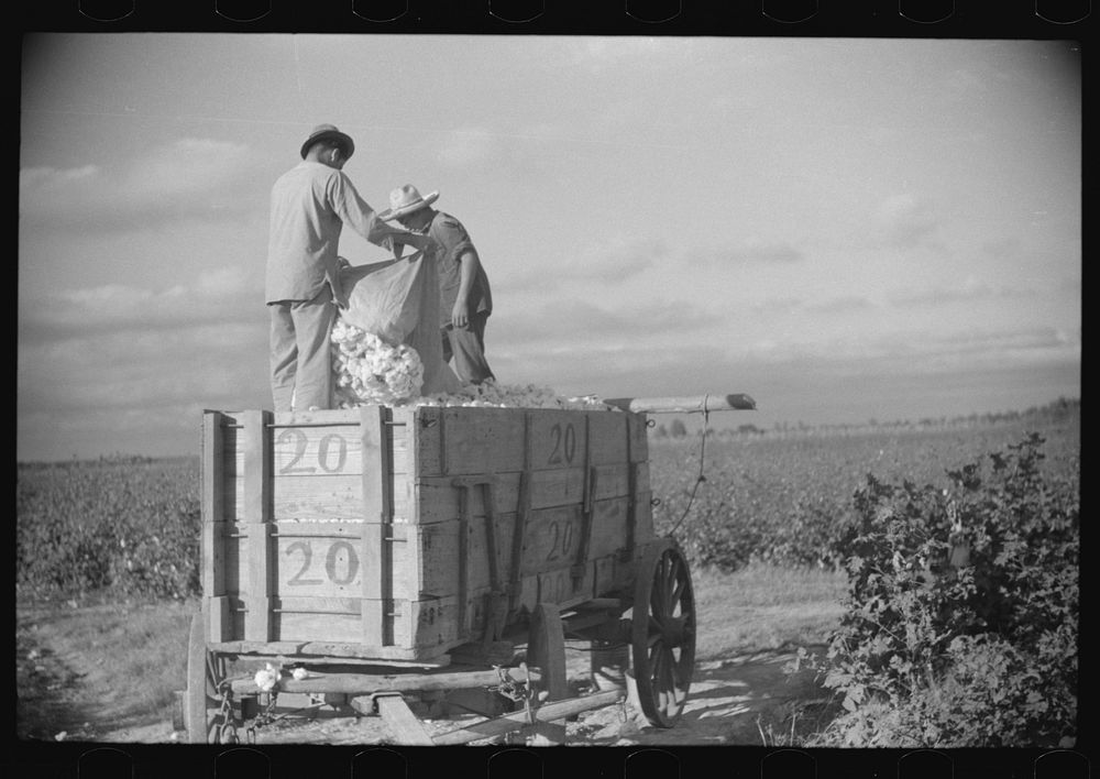 [Untitled photo, possibly related to: Mexican laborers on wagonload of cotton in field on Knowlton Plantation, Perthshire…