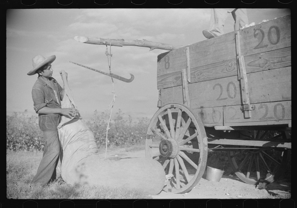 [Untitled photo, possibly related to: Mexican seasonal laborers hauling sack of cotton onto wagon to be emptied, Knowlton…