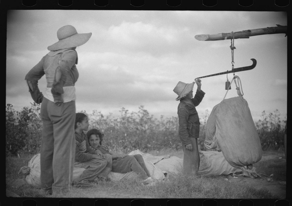 Mexican seasonal laborers weighing cotton they have picked on Knowlton Plantation, Perthshire, Mississippi Delta…