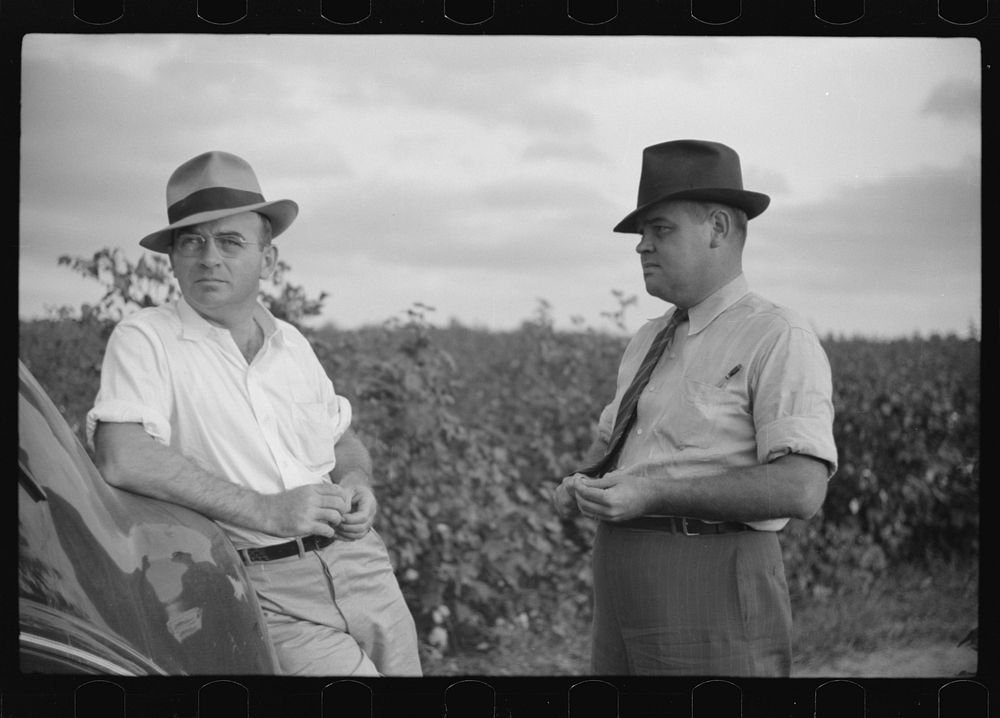 [Untitled photo, possibly related to: Mr. Sam Knowlton and one of his assistants, talking together in cotton field on…