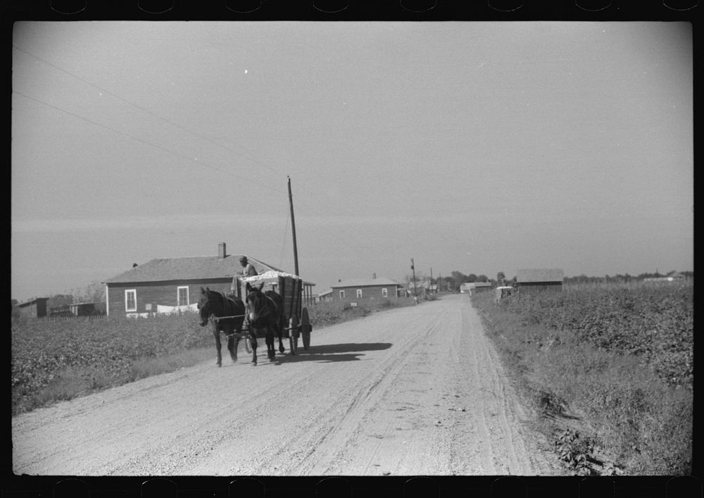 [Untitled photo, possibly related to: Wagonload of cotton on way to gin, Marcella Plantation Mileston, Mississippi Delta…