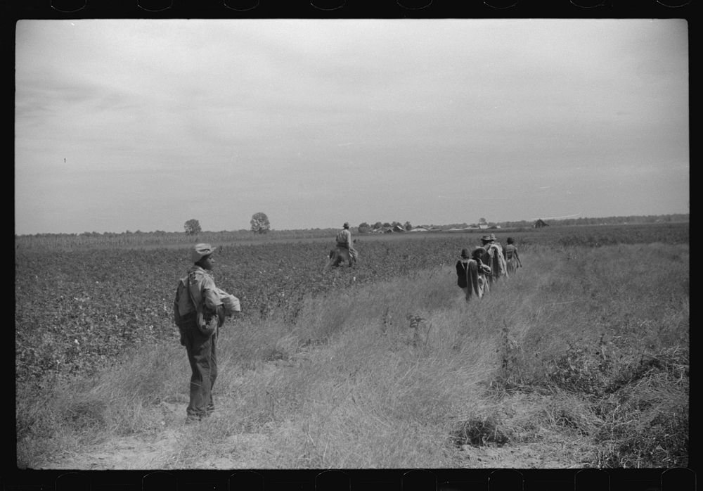 [Untitled photo, possibly related to: Day laborers coming out of cotton field, Mileston Plantation, Mileston, Mississippi…