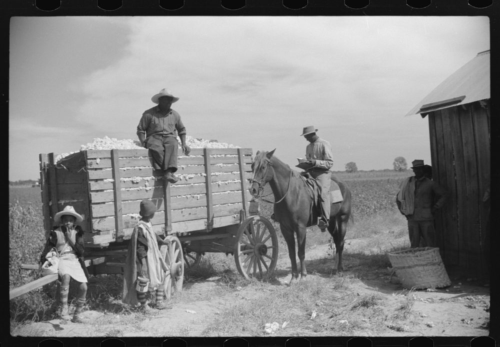 Riding boss checking off cotton brought in by pickers, Marcella Plantation, Mileston, Mississippi Delta, Mississippi.…