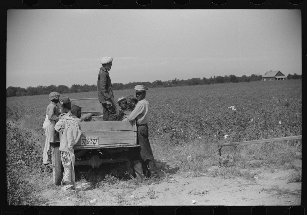 [Untitled photo, possibly related to: Day laborers come in cars and trucks to pick cotton on Marcella Plantation, Mileston…
