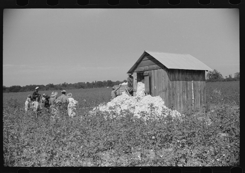 [Untitled photo, possibly related to: Day laborers come in cars and trucks to pick cotton on Marcella Plantation, Mileston…