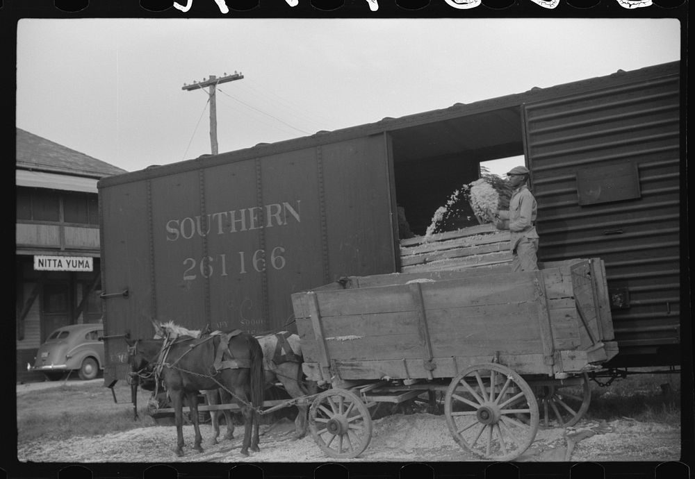Emptying cotton seed from wagon to freight that will take it to the cotton seed oil plant. Nitta Yuma, Mississippi Delta…