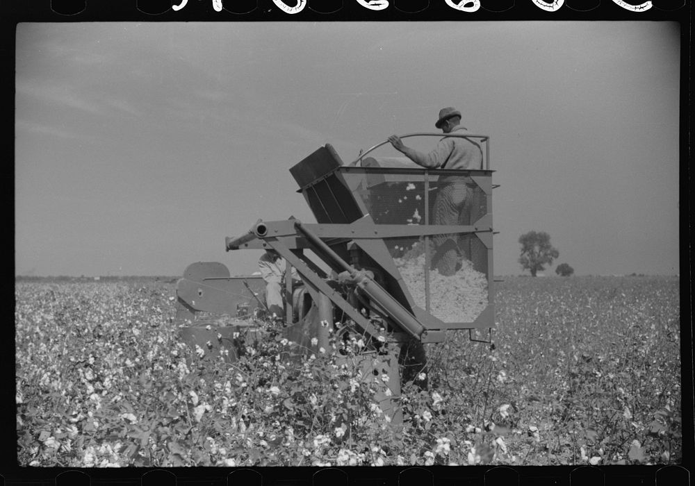 [Untitled photo, possibly related to: International cotton picker, Mileston Plantation, Mississippi Delta, Mississippi].…