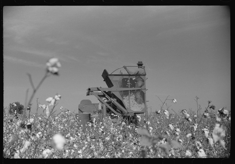 International cotton picker on Hopson Plantation, Clarksdale, Mississippi Delta, Mississippi. Sourced from the Library of…