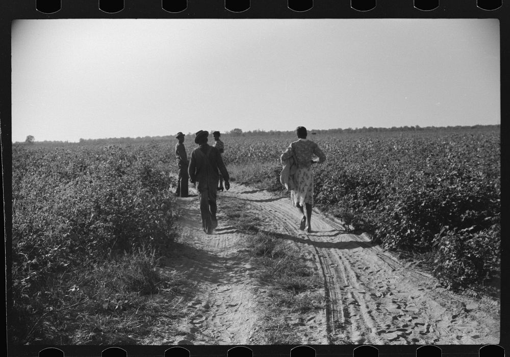 [Untitled photo, possibly related to: Day laborer carrying sack of cotton from field to cotton house to be weighed, Marcella…