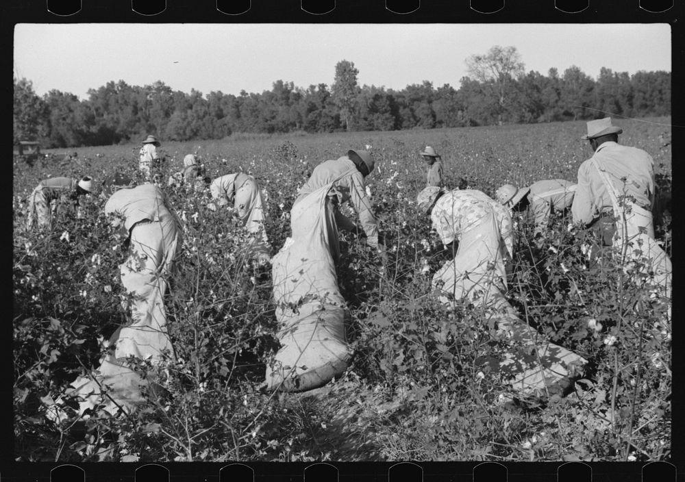 Day laborers picking cotton on Marcella Plantation, Mileston, Mississippi Delta, Mississippi. Sourced from the Library of…
