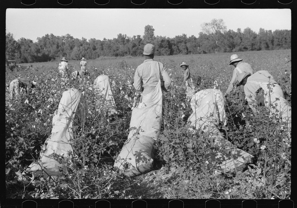 [Untitled photo, possibly related to: Day laborers picking cotton on Marcella Plantation, Mileston, Mississippi Delta…