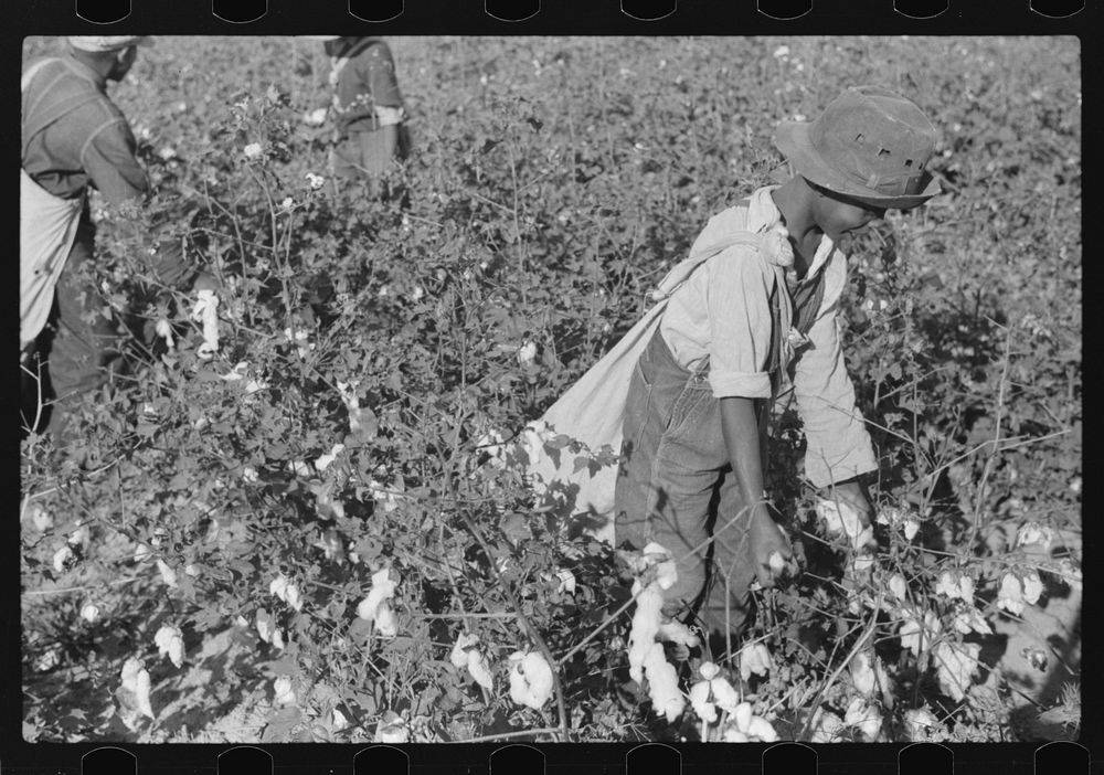 Picking cotton, Mileston, Mississippi Delta, Mississippi. Sourced from the Library of Congress.